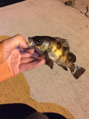 夕方からのライトゲーム釣行