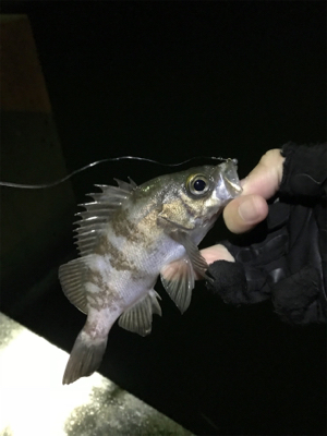 単発良型メバル