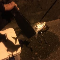 メバリング断念