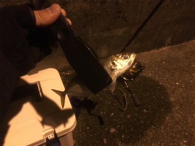 メバリング断念