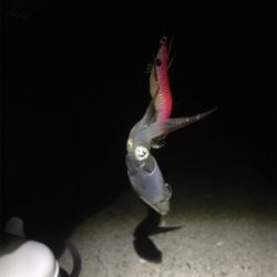 ヒイカ。渋々。