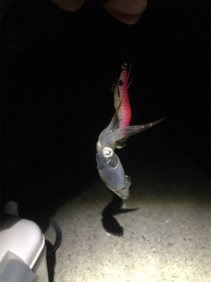 ヒイカ。渋々。