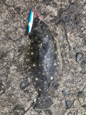 三河湾でヒラメ