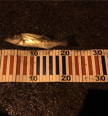 ちょい投げ釣行