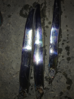 タチウオの引きが気持ちいい！