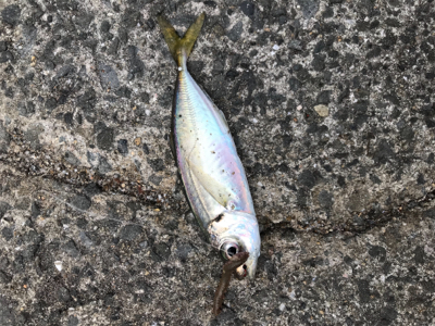 タチウオウキ釣り