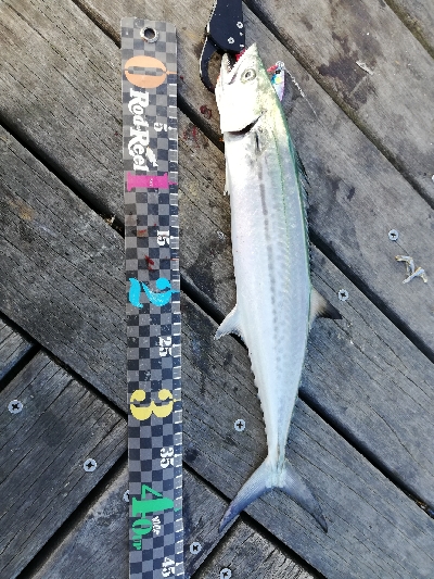 朝から粘って｡