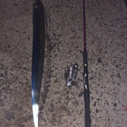 初めてのドラゴン級!