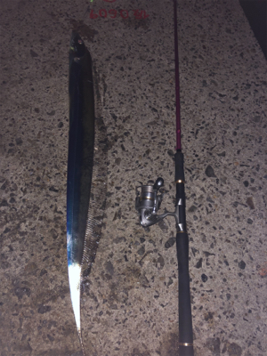 初めてのドラゴン級！