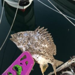 いつもの3種盛り