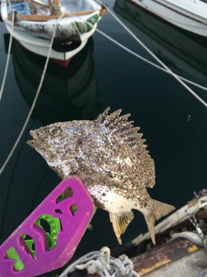 いつもの3種盛り