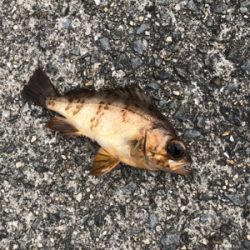 チョー劇渋 でも初メバル！