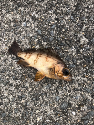 チョー劇渋 でも初メバル！