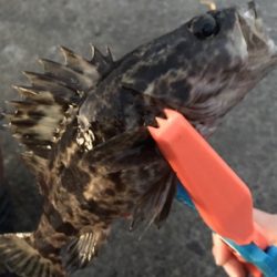 ライトロックandアジング