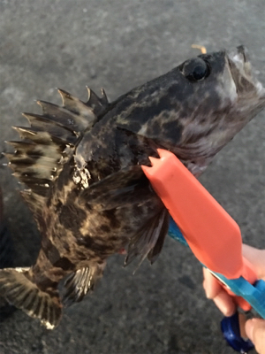 ライトロックandアジング