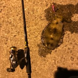 御所浦島にてエギング