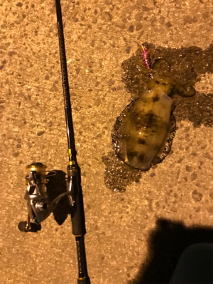 御所浦島にてエギング