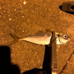 ナイトアジング