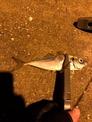 ナイトアジング