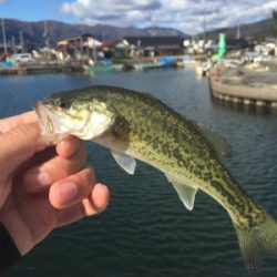 小バス数釣り