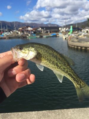 小バス数釣り