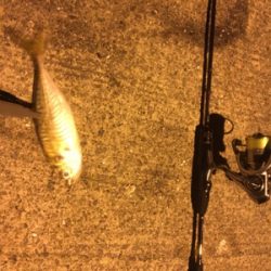 ナイトアジング