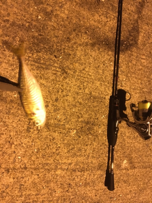 ナイトアジング