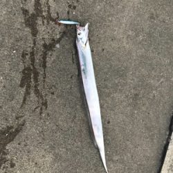 昼からタチウオ