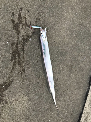 昼からタチウオ