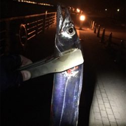 待望のドラゴン!