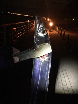 待望のドラゴン！