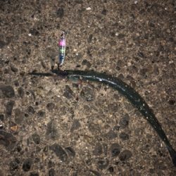 アオリイカボーズ代わりにpart II