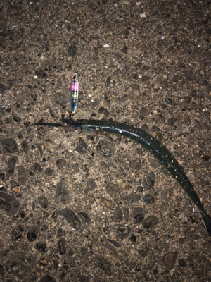 アオリイカボーズ代わりにpart II