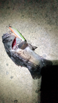 秋田港シーバスの外道でソイ