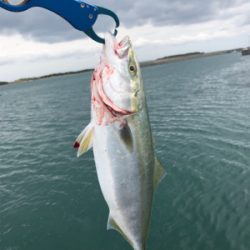 ハマチナブラ&ネギョ