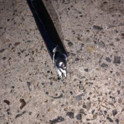 仕事前のプチ釣行！