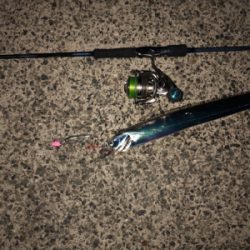 なんとか一匹捕獲