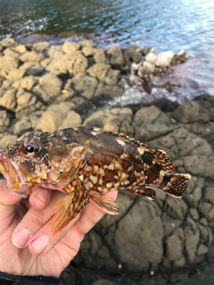 お試しテキサスリグ