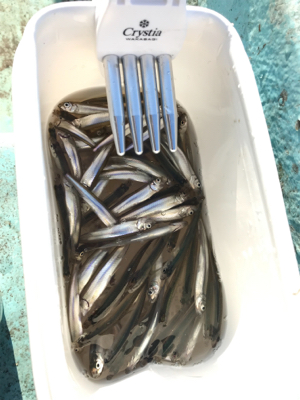 鮎川湖初釣行！