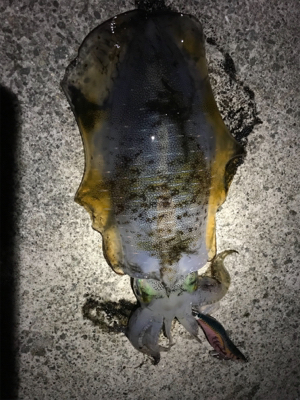 タチウオ釣れないのでエギング