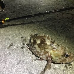 ライトボトムゲームin御所浦