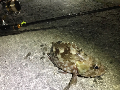 ライトボトムゲームin御所浦