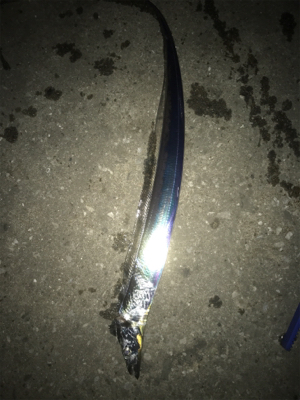 アジのちタチウオ