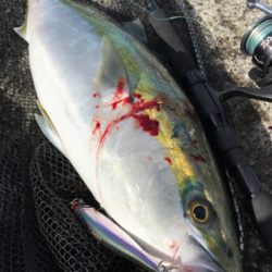 オカッパリハツブリ(釣行 其の参拾)