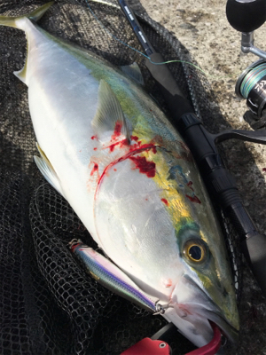 オカッパリハツブリ(釣行 其の参拾)