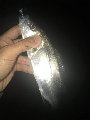 タケノコとセイゴ