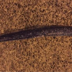 渋いかんじでした