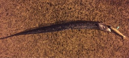 渋いかんじでした