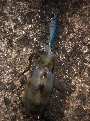 アオリイカボーズではなかったけど…