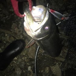 マイワシパターン